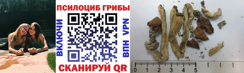 kraken как зайти  Чита  Псилоцибиновые грибы Magic Shrooms 